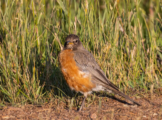Robin