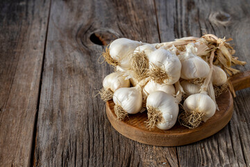 fresh ripe garlic on wood background. Copy space