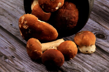 Mushroom Boletus on dark Background. Boletus edulis mushrooms on old wooden background. organic porcini Mushroom