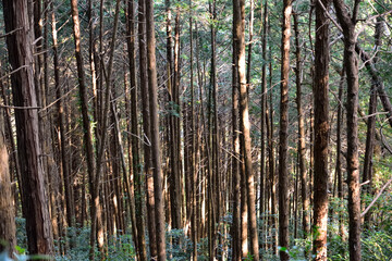 Japanese cedar