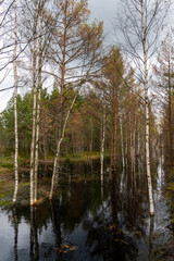 Obraz premium white birch trees and brown pine trees in a black swampy peat bog