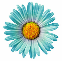 Watercolor turquoise chamomile flower  on white isolated background with clipping path. Closeup. For design. Nature.