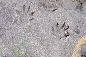 Raccoon Pawprints in Wet Sandy Soil