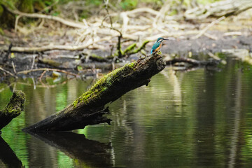 木にとまるカワセミ