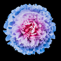 Purple-blue  peony  flower on black  isolated background with clipping path. Closeup. For design....