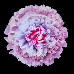 Purple peony  flower on black  isolated background with clipping path. Closeup. For design. Nature.