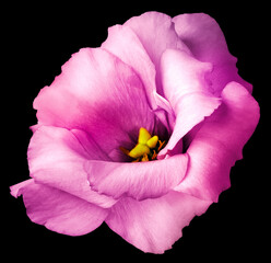 Naklejka premium pink rose flower, black isolated background with clipping path. Nature. Closeup no shadows. eustoma flower.