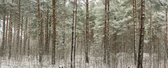 Pine forest with snow-covered trees on a cold winter day. Natural panoramic background, Christmas mood