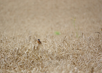 a male stonechat (Saxicola rubicola) perched atop a wheat stalk in a field of wheat UK