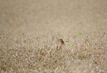 a male stonechat (Saxicola rubicola) perched atop a wheat stalk in a field of wheat UK