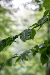 branch of green leaves close up in the forest