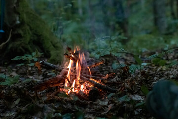 a small bonfire burns at dusk in a green forest