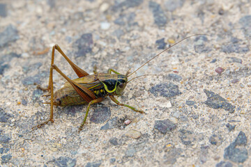Roesel's bush-cricket (Metrioptera roeselii) traversing a path to new bushes