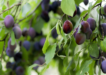plums on a tree