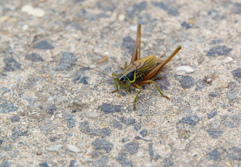 Roesel's bush-cricket (Metrioptera roeselii) traversing a path to new bushes