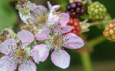 beautiful white and pink flower of the common blackberry, bramble (Rubus fruticosus) with...