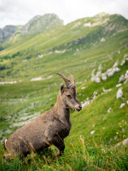 Chamois, Rupicapra rupicapra tatranica, on the rocky hill, stone in background, Julian Alps, Italy. Wildlife scene with horn animal, endemic rare Chamois. Forest landscape with animal.