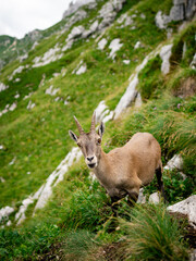 Chamois, Rupicapra rupicapra tatranica, on the rocky hill, stone in background, Julian Alps, Italy. Wildlife scene with horn animal, endemic rare Chamois. Forest landscape with animal.