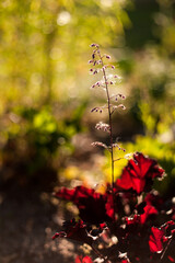 Beautiful flower in great light