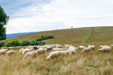 Obraz premium Sheep grazing in a meadow in Poland