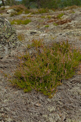 Closeup on small shrub in the forest