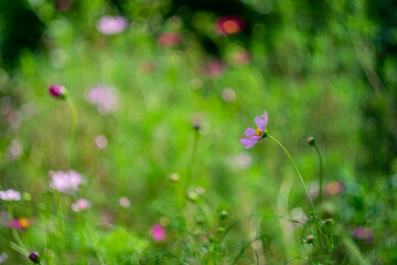 Pink kosmeya like a chamomile on a natural background with bokeh effect.