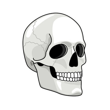 Simple skull. Smiling skulls vector illustration for pirates darkness art, evil horror graphics, head line bones elements, hand drawn skeleton face, halloween traditional death drawing