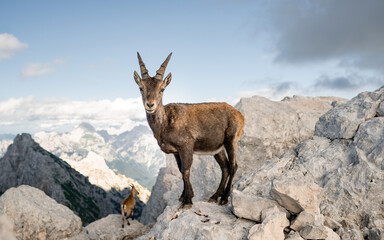 Chamois, Rupicapra rupicapra, on the rocky mount Jof di Montasio in Alpi Giulie, Friuli, Italy. Wildlife scene in nature. Animal with horn in the habitat