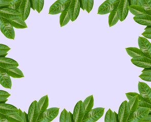 Nice light green background with frame of green leafs 