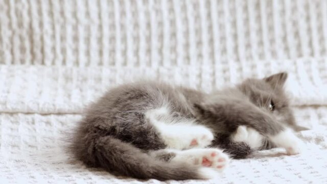 kitten playing in blanket,pretty small baby cat lies in bed, domestic animal,home pet and cozy concept