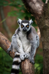 Portrait of wild maki catta lemur standing on tree branch