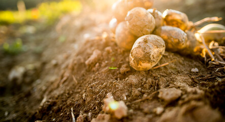 Plantations grow. Harvesting fresh organic potatoes in the field. Potato lie in mud. Orange shine of sun. Farming. Agriculture, gardening.