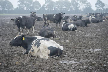 Dairy Cows in a muddy field, winter, canterbury