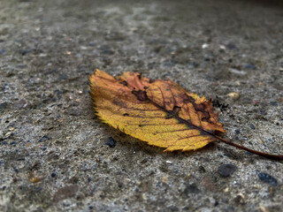 leaf on the ground
