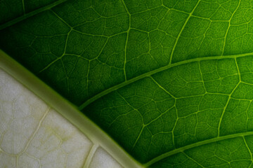 green leaf texture