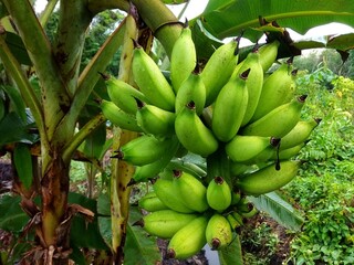 Banana fruit that is still young and still attached to the green stem