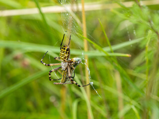 Female Wasp Spider on a Web Having Predated a Grasshopper.