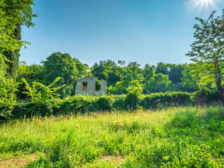 Obraz premium Green landscape with a wine field and an old bricked house in Italy