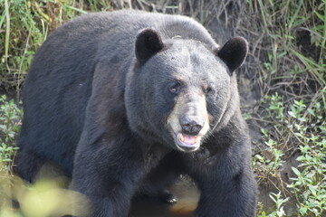 North Carolina black bear in the wild