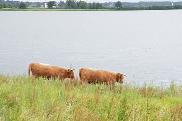 Highland cattles grazing in the green meadow