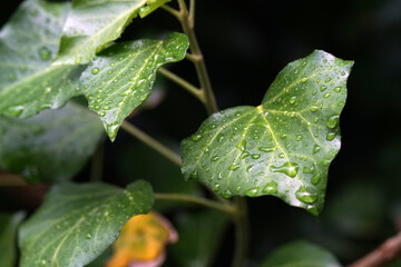 Efeu