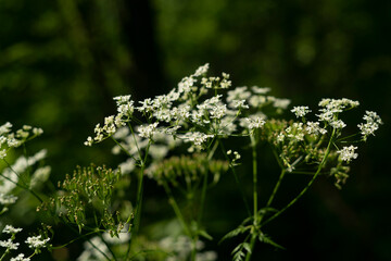 A plant with five leafed flowers on a thin stem.