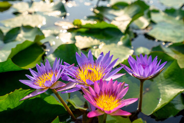 pink water lilies