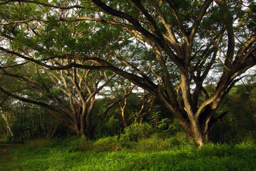 Fototapeta premium Shade of Rain-tree canopy Big tree in the forest