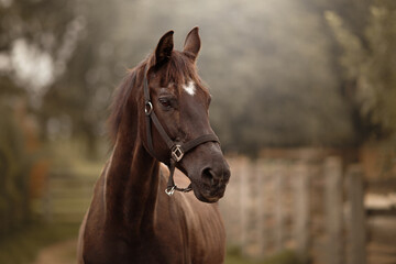 Naklejka premium horse in the field at sunset
