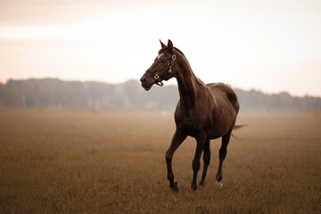 horse in the field at sunset
