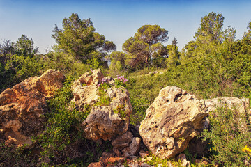 Beautiful natural forest landscape with big stones