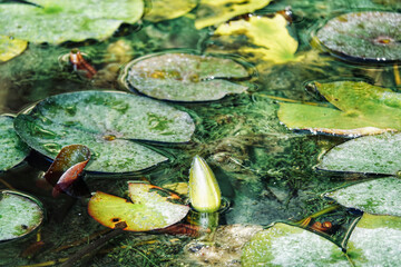 Water lily flower bud among aquatic plants in a pond