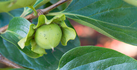 unripe persimmon on branch, fruit close-up, garden