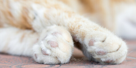 Cat paws on a light background, the cat is sleeping, resting